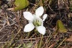 Wiregrass gentian